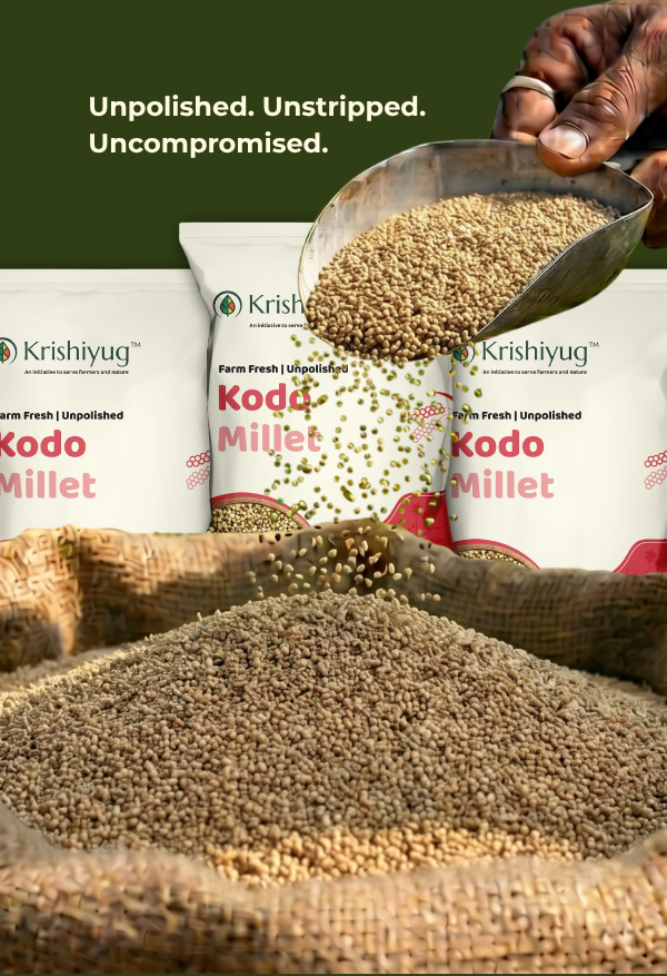Unpolished Kodo Millet process image 5