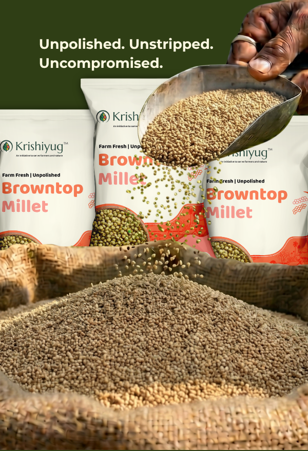 Unpolished Browntop Millet process image 5