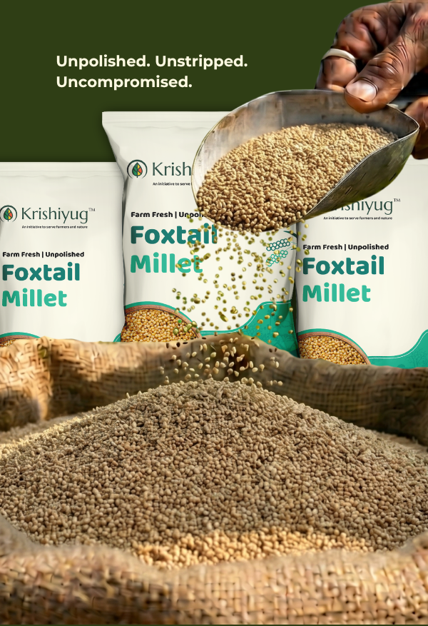 Unpolished Foxtail Millet process image 5