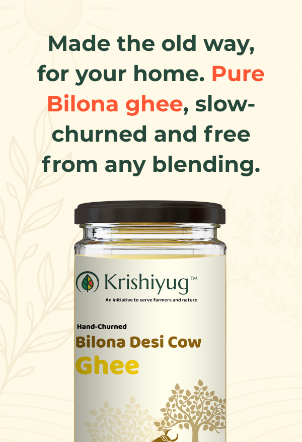 Desi Cow Ghee process image 2